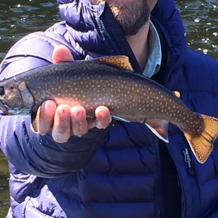 Fly Fishing Brook Trout