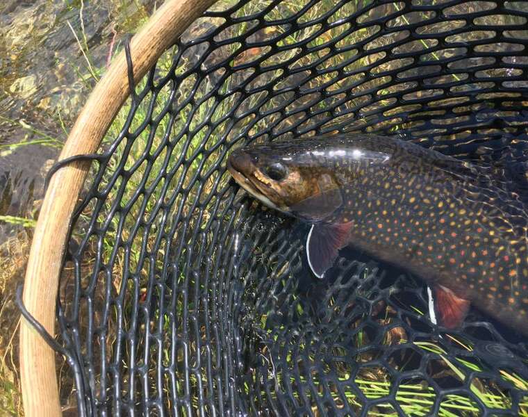 Kennebec River Brook Trout