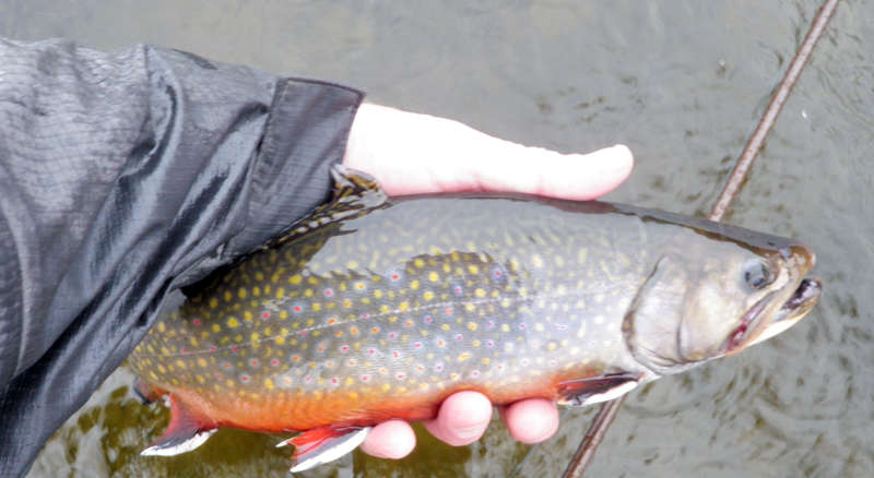 Fly Fishing in Maine