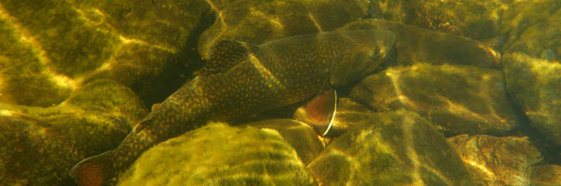 Guided Fly Fishing Trips Kennebec River Brook Trout