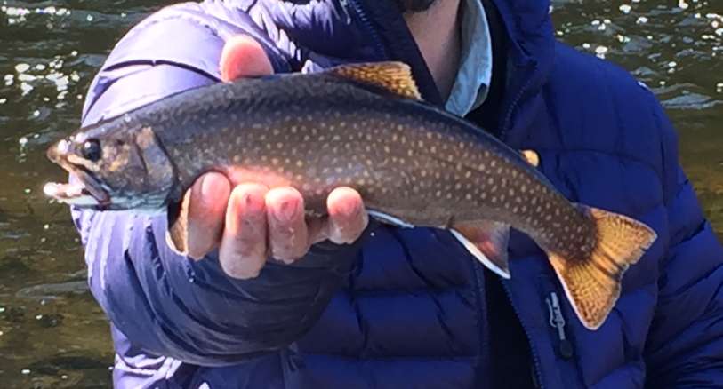 Fly Fishing Brook Trout