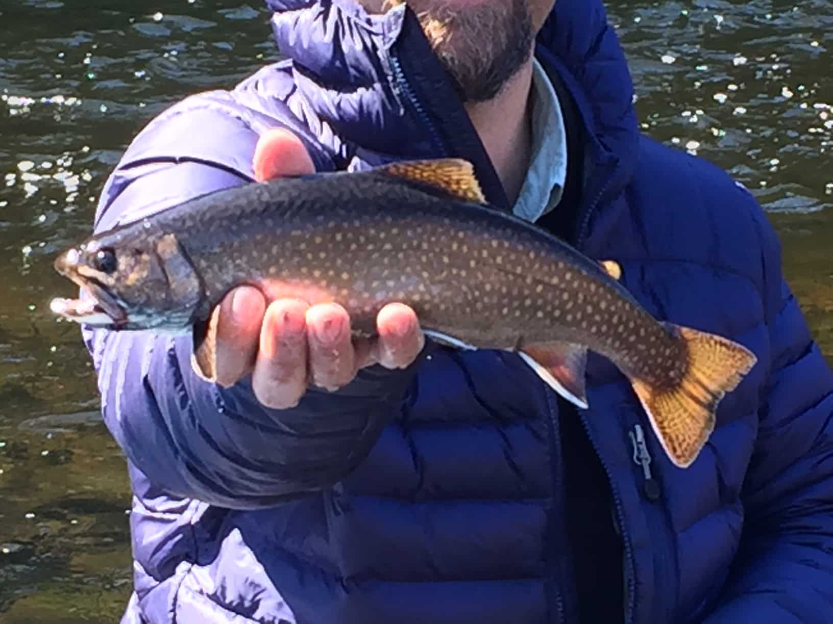 Fly Fishing Brook Trout